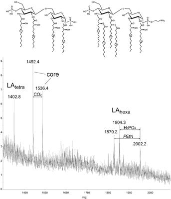 Hypoacylated LPS from Foodborne Pathogen Campylobacter jejuni Induces Moderate TLR4-Mediated Inflammatory Response in Murine Macrophages